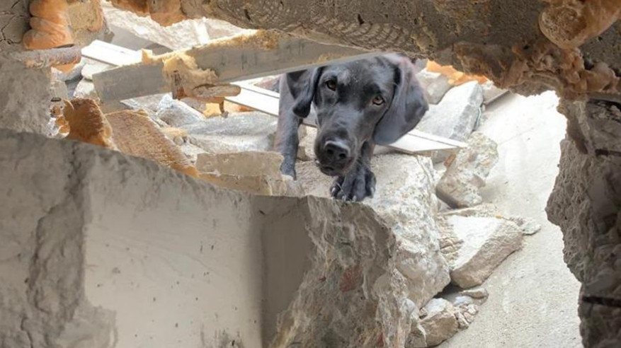 Rettungshund Emmy in den Trümmern